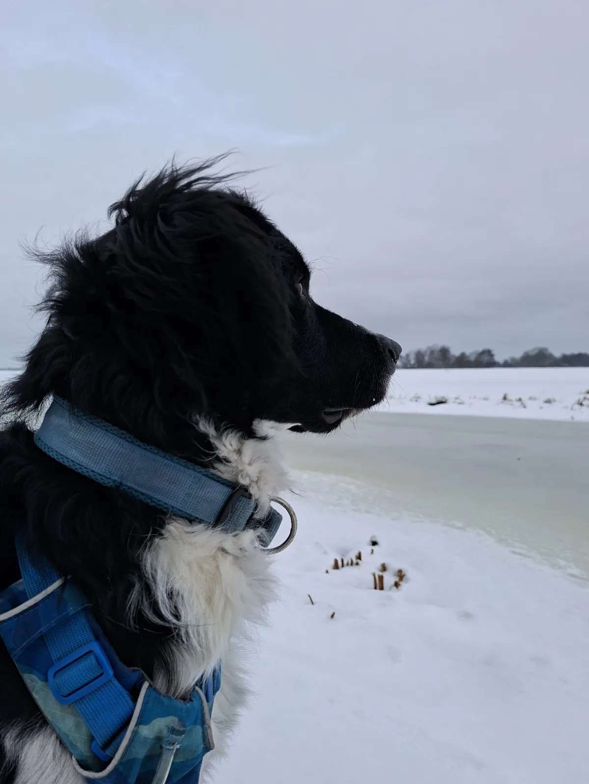 Onze hond genietend van de sneeuw